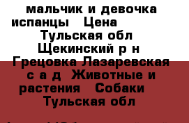 мальчик и девочка испанцы › Цена ­ 35 000 - Тульская обл., Щекинский р-н, Грецовка Лазаревская с/а д. Животные и растения » Собаки   . Тульская обл.